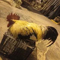خروس|حیوانات مزرعه|مسجد سلیمان, |دیوار