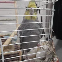 عروس نر سخنگو