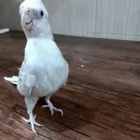 جوجه3ماهه لوتینو والبینوباجفت طوطی کتوله