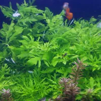 اکواریوم گیاه طبیعی|ماهی|مشهد, نیزه|دیوار