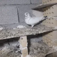 کفتر|پرنده|اردبیل, |دیوار