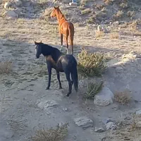 مادیون کره فروشی