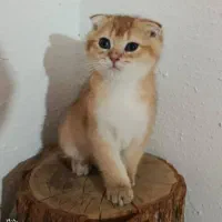 گربه گلد ان وای ۱۱