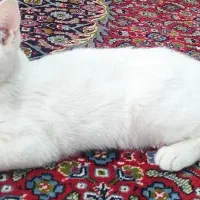 گربه خانگی نژاد پرشین جنسیت ماده