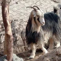 بز جوان|حیوانات مزرعه|ایذه, |دیوار