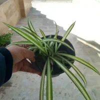 حراج گل طبیعی|گل و گیاه طبیعی|دماوند, گیلاوند|دیوار