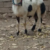 قوچ یک سال اصل جنس میش بره گوسفند