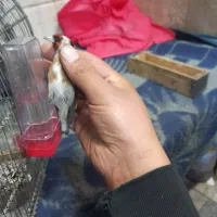 سهره نر|پرنده|قم, آزادگان|دیوار