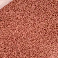 یک تن گندم چمران 2