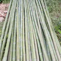 فروش نی بامبو|عمده‌فروشی|رودبنه, |دیوار