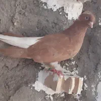 کبوتر|پرنده|شوشتر, |دیوار
