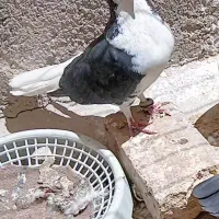 کفتر گمشده