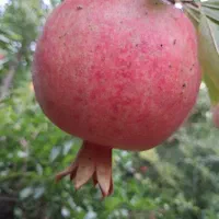 انار  در جه یک برای تمام همشهریان