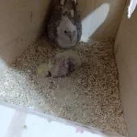 عروس هلندی|پرنده|لامرد, |دیوار