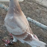 کبوترجوجه صیدشده