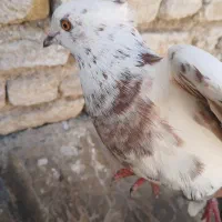 کبوتر ز|پرنده|فسا, |دیوار