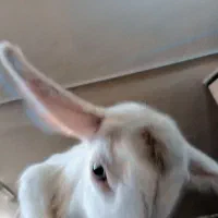 بزغاله سانن عروسک|حیوانات مزرعه|مشهد, عبادی|دیوار