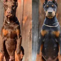 سگ دوعدد واگذاری