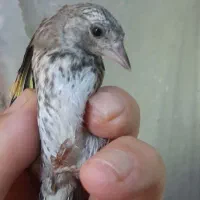 جوجه سره کال وسیبیل زده نیمگل بخون|پرنده|تهران, سیزده آبان|دیوار