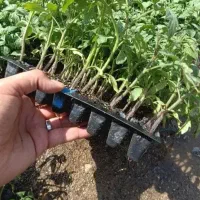 فروش نشا ارگانیک زیر قیمت بازار به دلیل کم بود جا