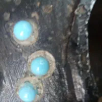 کشکول قاجاریه|کلکسیون اشیاء عتیقه|تهران, منیریه|دیوار