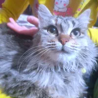 گربه گمشده|حیوانات|نوشهر, |دیوار