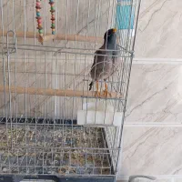 مرغ مینا سخنگو|پرنده|شیراز, شریف‌آباد|دیوار