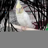 عروس نر بالغ شده