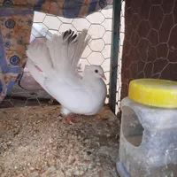 ماده دم چتری|پرنده|اصفهان, مهدی آباد|دیوار