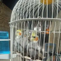 فروش ۳عدد عروس