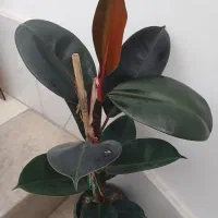 فیکوس بلک