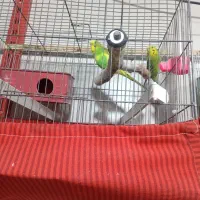 عروس و مرغ عشق|پرنده|صباشهر, |دیوار