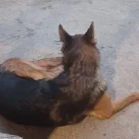 سگ ژرمن شپرد ماده