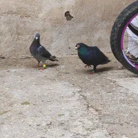 سه جفت کفتر