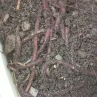 طعمه ماهیگیری کِرم خاکی(باغچه) (کرم کمپوست نیست)