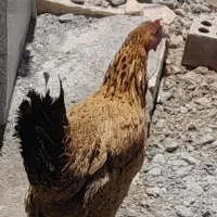 فروش مرغ وخروس