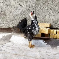 مرغ خروس گلین طوسی|حیوانات مزرعه|فولادشهر, زاینده رود|دیوار