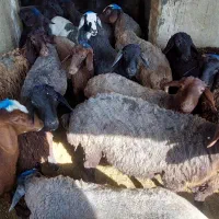 بره ماده|حیوانات مزرعه|سیلاخور, |دیوار