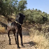 سگ سرابی