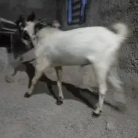 پاچن جوان و چاق فروشی و معاوضه با موتور