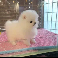 سگ آپارتمانی