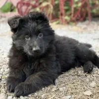 ژرمن شیپرد بلک ۸۰روزه|سگ|مشهد, کوثر|دیوار