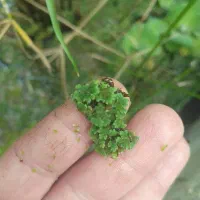 گیاه رو ابی آزولا و عدسک و حلزون و گیاهان دیگر