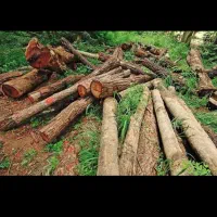 خریدار چوب قطع درخت