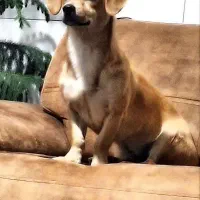 واگذاری سگ رایگان