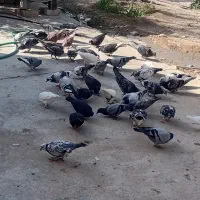 فروش بیست جفت کبوتر پلاکی|پرنده|ششده و قره بلاغ, |دیوار