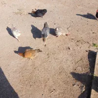 مرغ خانگی اعلا|حیوانات مزرعه|کاشمر, |دیوار