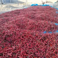 فروش ۵ تن فلفل قرمز