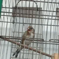 سهره|پرنده|شیراز, تندگویان|دیوار