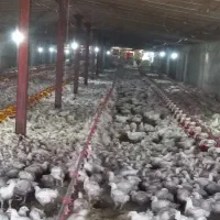 کارگر مرغداری